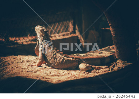 Iguana vintage color tone in zoo. 26245443