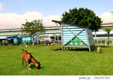 羊 ひつじ ヒツジ 26245762