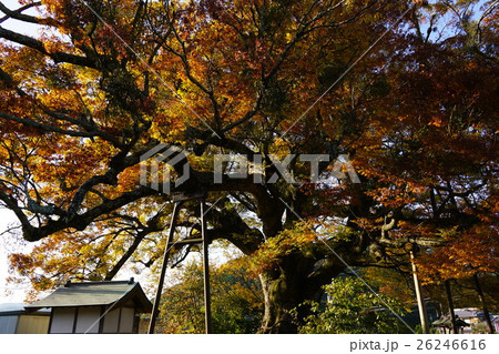 大阪府能勢町　野間の大ケヤキ1 26246616