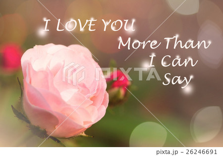 pink rose in garden pink rose in garden 26246691