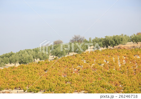 スペインの田舎の風景 スペインの田舎の風景 26246718