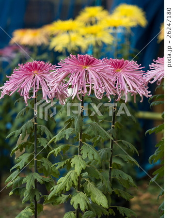 菊の花 菊の花 26247180