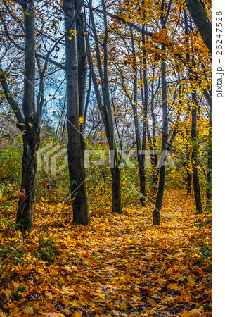 forest in foliage on sunny autumn day 26247528