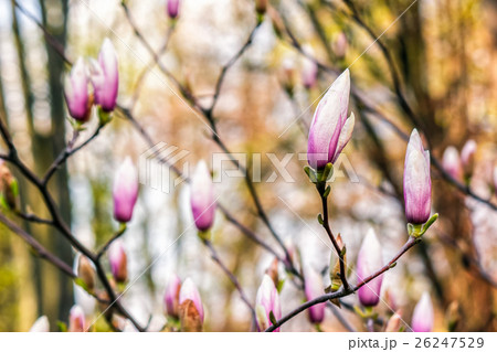 magnolia flowers on a blury background magnolia flowers on a blury background 26247529