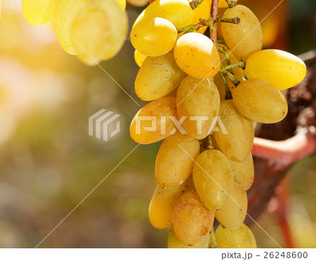 Green grapes on vine Green grapes on vine 26248600