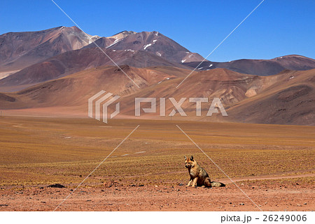 Andean fox, known as zorro culpeo. Atacama, Chile 26249006