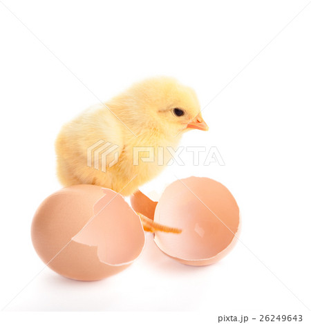 Little chicken isolated on white 26249643