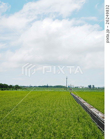 たんぼ 田んぼ 田圃 26249832