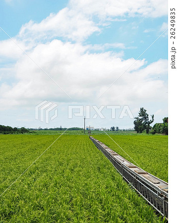 たんぼ 田んぼ 田圃 26249835