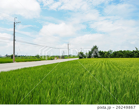 たんぼ 田んぼ 田圃 26249867