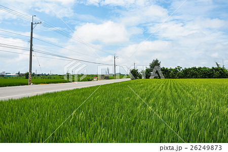 たんぼ 田んぼ 田圃 26249873