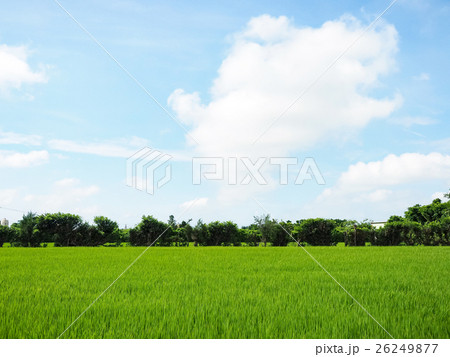 たんぼ 田んぼ 田圃 26249877