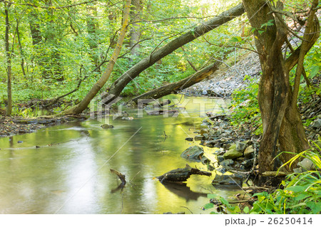 Forest landscape with a small stream fallen trees Forest landscape with a small stream fallen trees 26250414