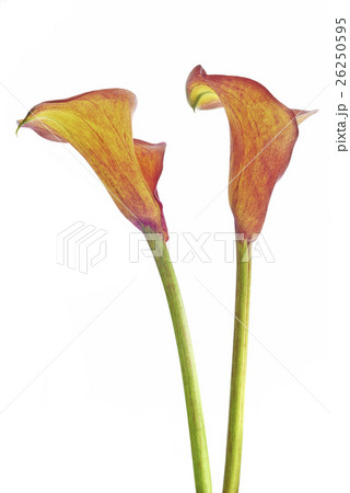 Calla flower 26250595