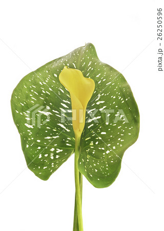 Zantedeschia flower Zantedeschia flower 26250596