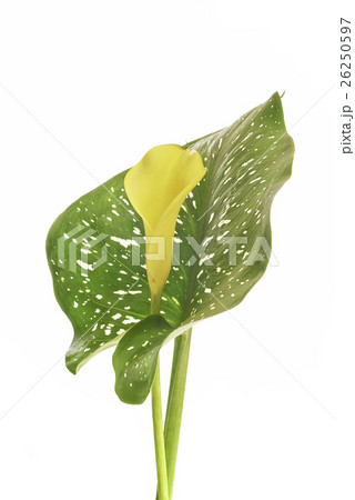 Zantedeschia flower Zantedeschia flower 26250597