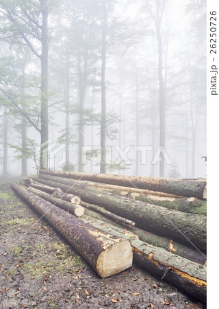 Logs trees Logs trees 26250726