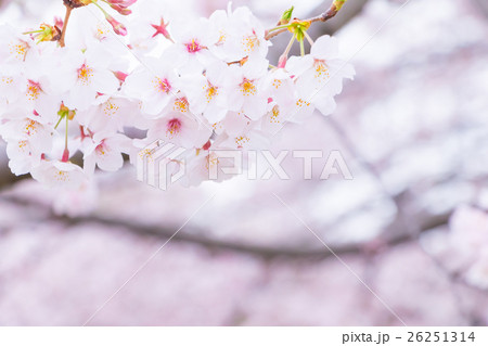 桜　そめいよしの　さくら　クローズアップ　接写　コピースペース 26251314