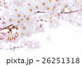 桜　そめいよしの　さくら　クローズアップ　接写　コピースペース 26251318
