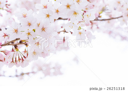 桜　そめいよしの　さくら　クローズアップ　接写　コピースペース 26251318