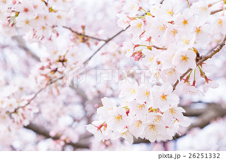 桜　そめいよしの　さくら　クローズアップ　接写　コピースペース 26251332