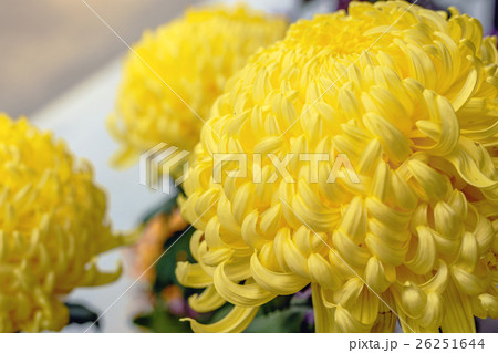 黄色い和菊 26251644