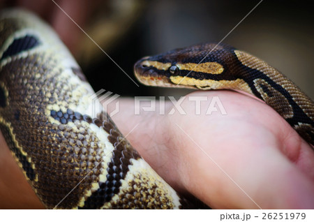 Python Snake in hand 26251979