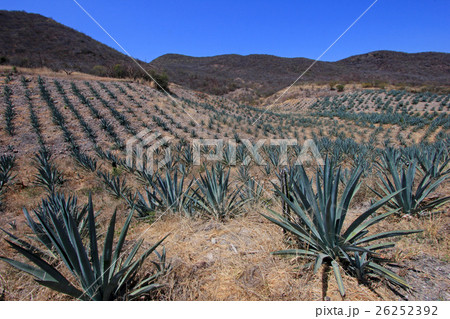 Maguey plants field to produce mezcal, Mexico Maguey plants field to produce mezcal, Mexico 26252392