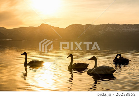 屈斜路湖 白鳥 砂湯 屈斜路湖 白鳥 砂湯 26253955