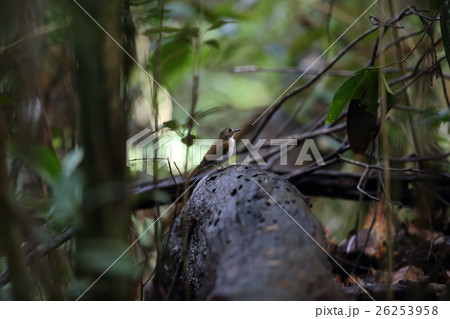 ノドジロミツリンヒタキ 26253958