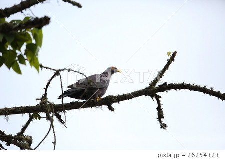 アフリカの野鳥・オリーブバト 26254323