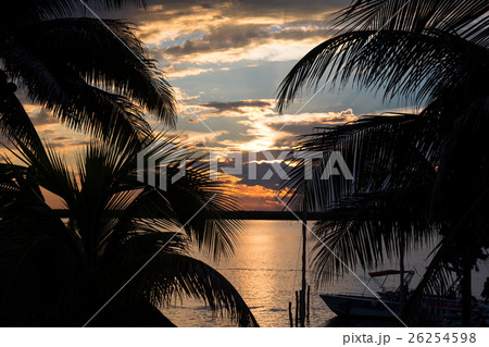 Sunset with palm trees 26254598