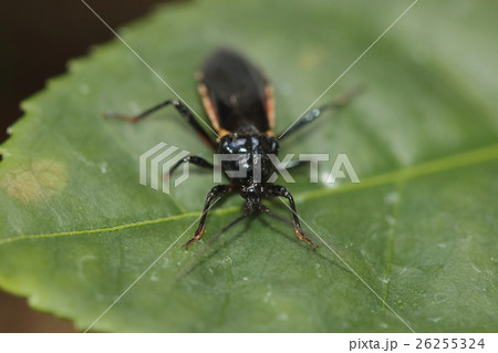 生き物　昆虫　ビロードサシガメ、木の葉の上にいますが本来は地上性でヤスデなどを捕食するそうです 26255324