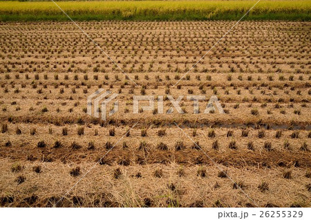 稲刈り後の田んぼに敷かれた藁 稲刈り後の田んぼに敷かれた藁 26255329