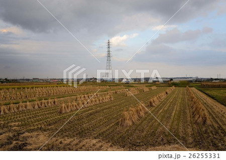 刈った後の稲が整然と並ぶ田んぼ 刈った後の稲が整然と並ぶ田んぼ 26255331