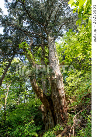 オブ山の大杉 秋田 天然杉 オブ山の大杉 秋田 天然杉 26255901