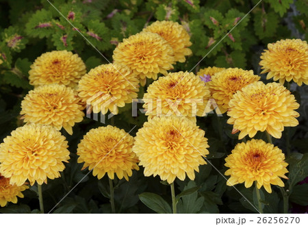 黄色菊花 26256270