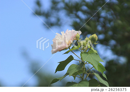 the confederate rose ; Hibiscus mutabilis the confederate rose ; Hibiscus mutabilis 26256375