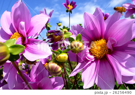 ハイブリッド皇帝ダリア ガッツァリアピンク ハイブリッド皇帝ダリア ガッツァリアピンク 26256490