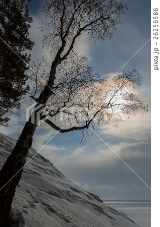 Birch branches keeps the sun on snowy shore of Birch branches keeps the sun on snowy shore of 26256586