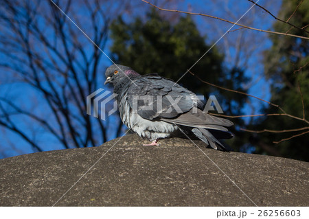 毛羽立つ冬の鳩 毛羽立つ冬の鳩 26256603