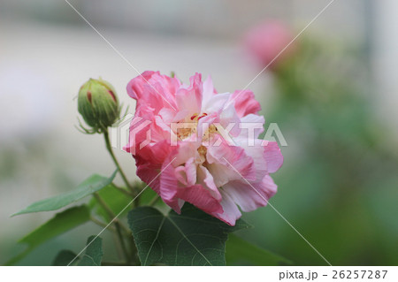 Hibiscus mutabilis or Confederate rose Hibiscus mutabilis or Confederate rose 26257287