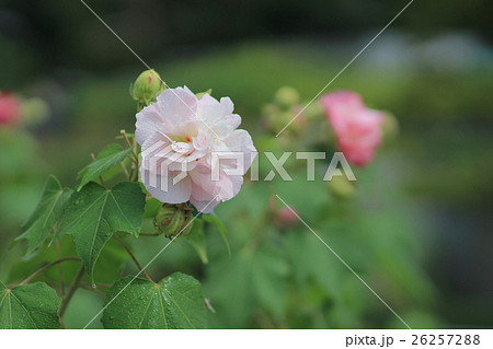 beautiful violet hibiscus in autumn garden beautiful violet hibiscus in autumn garden 26257288