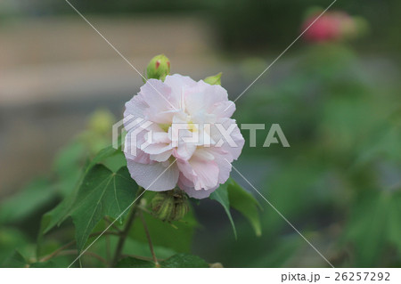 Autumn flowers series, pink Cotton rose Autumn flowers series, pink Cotton rose 26257292