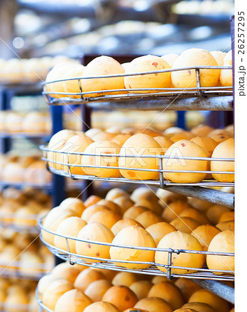 日溜り 日当り 自然造形 26257295