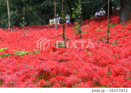 巾着田曼珠沙華 26257853