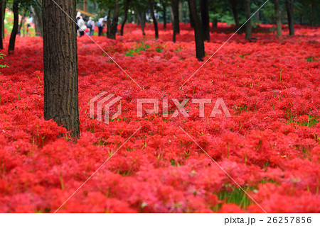 巾着田曼珠沙華 巾着田曼珠沙華 26257856