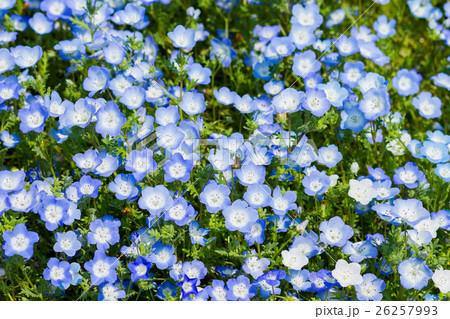 Carpet of Nemophila, or baby blue eyes flower Carpet of Nemophila, or baby blue eyes flower 26257993