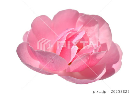 秋のバラ。少し固い質感の花びら。1輪のピンクの薔薇。背景白 26258825