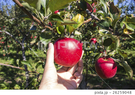 リンゴ狩り 26259048